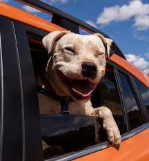 Join the Journey to Help Save Them All