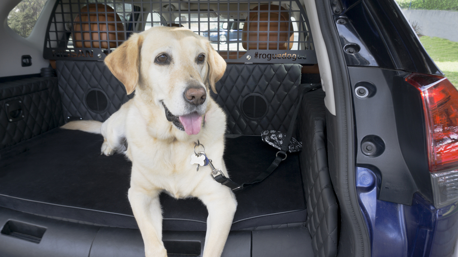 How the Nissan Rogue Dogue Enhances Every Ride for Your Dog