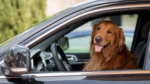 Driving With an Unrestrained Pet? 3 Important Risks You Should Know