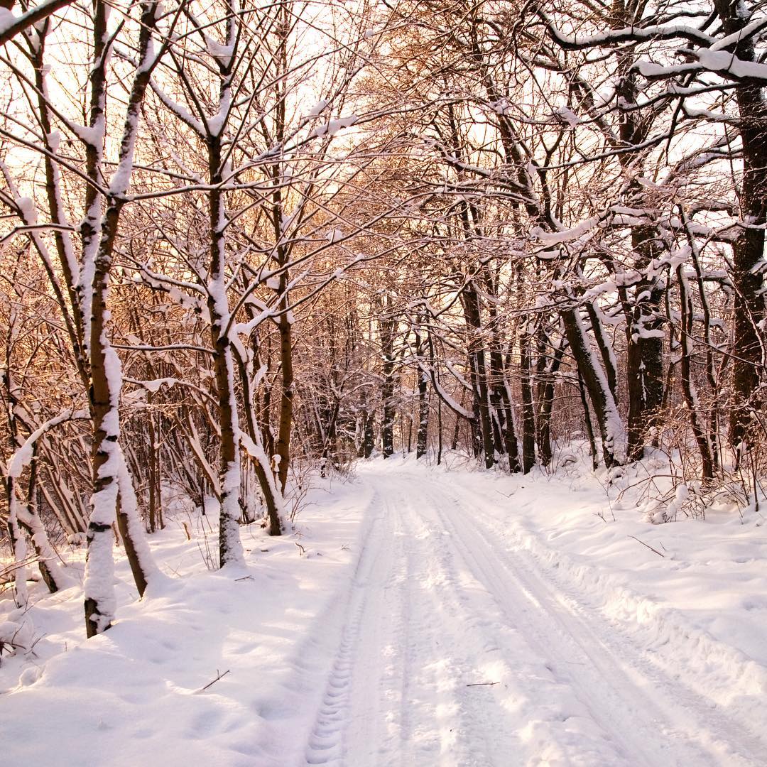 Essential Guide to Proper Antifreeze Disposal: What You Need to Know